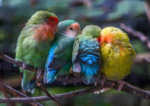 Sevimli Kuşlar