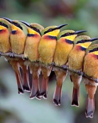 Sevimli Kuşlar