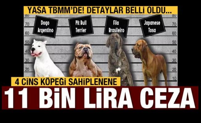 Bu 4 köpek türünü sahiplenenler ceza ödeyecek!
