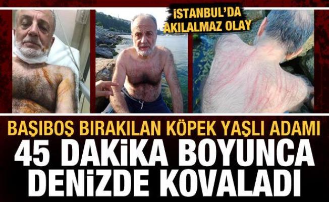 İstanbul'da akılalmaz olay: Başıboş köpek, yaşlı adamı denizde 45 dakika kovaladı
