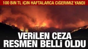 Bodrum'da ormanı yakan sanığın cezası belli oldu